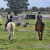 mlik_equestrian