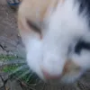 zarishka_510