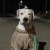viena_arg.dog
