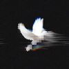 usernotfound3860_