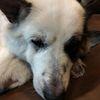 doggodvjqpt
