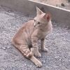 abd_el_kader_dz_38