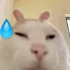 minh.dam52