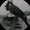 kbmm_m