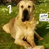 ahmadshaqapeskae