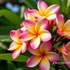 poulomi_biswas