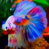a.betta.place101