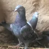 ali_c2144