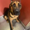 venomlechien3