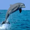 dolphin🌊🐬🐬
