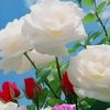 samia.shafiq73