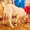 aamir.javed68