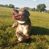 i.love.my.dog7424