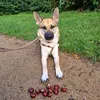 Nala.2025