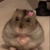not_laaibah