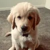 realpupi