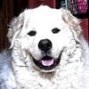 pyr.review