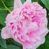 peony01