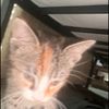 im_just_a_cat_on_fent