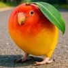 mangobird20