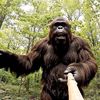 Bigfoot Đây