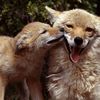 the_happy_coyote