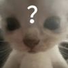 fluffykittenslove81