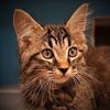 AnimalAdorableArchive