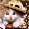 ilovemycathappy3