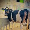 🖤🐄 For sale 🐄🖤