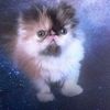 alex_cat94