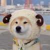 Dog's Fun House