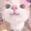 nyapanyak00