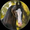 Horselove