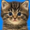 nabil.nabil3475