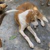 Harmony dogs Rescue🧡