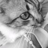 mrs.indni