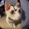matthew_the_evadian