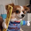 tinythepomchi