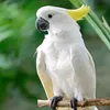 hawkar.karkuky70