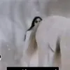 amiramer4791