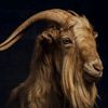 dawit_530