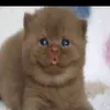 pusheenmeowowoeooj