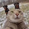 funny_pet616