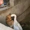 blessedufao