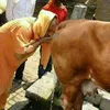 modi_beef