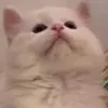 emilygraxce