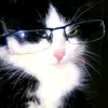 gatinito.davi