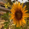 _sunshine.june