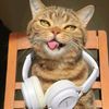 pet.shanyao